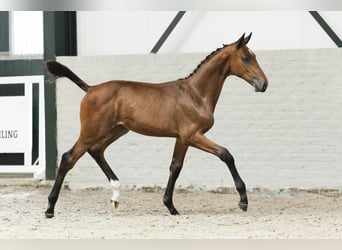 KWPN, Hengst, Veulen (05/2025)