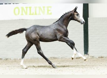 KWPN, Hengst, Veulen (05/2025)