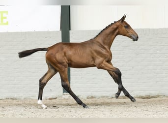 KWPN, Hengst, Veulen (05/2025)