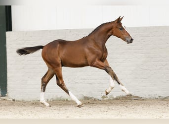 KWPN, Hengst, Veulen (05/2025)