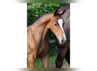 KWPN, Hengst, Veulen (05/2025)