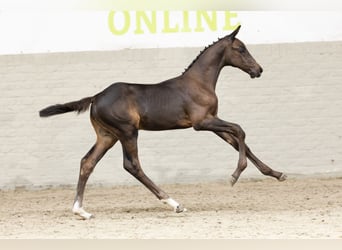 KWPN, Hengst, Veulen (05/2025)