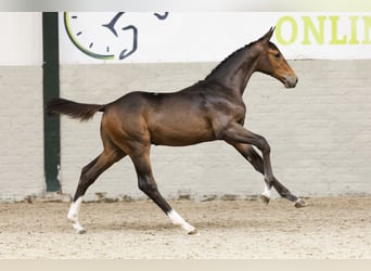 KWPN, Hengst, Veulen (06/2025)