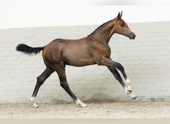 KWPN, Hengst, Veulen (04/2025)