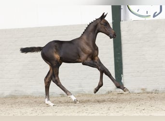 KWPN, Hengst, Veulen (05/2025)
