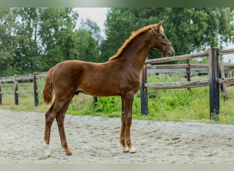 KWPN, Hengst, Veulen (05/2025), Vos