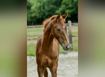 KWPN, Hengst, Veulen (05/2025), Vos