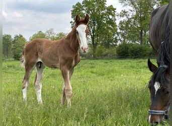 KWPN, Hengst, Veulen (04/2026), Vos