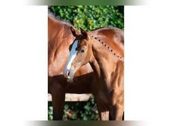 KWPN, Hengst, Veulen (05/2026), Vos