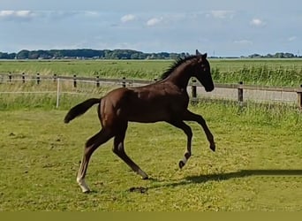 KWPN, Hengst, veulen (04/2024), Zwart