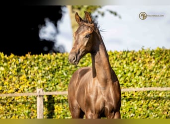 KWPN, Hengst, veulen (04/2023), Zwartbruin