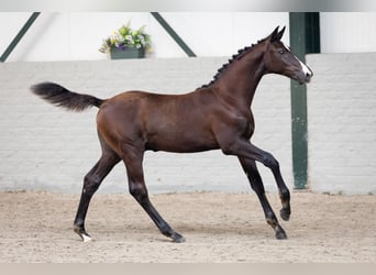 KWPN, Hengst, Veulen (05/2026), Zwartbruin