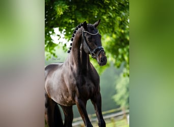 KWPN, Hengst, 5 Jaar, 175 cm, Zwart