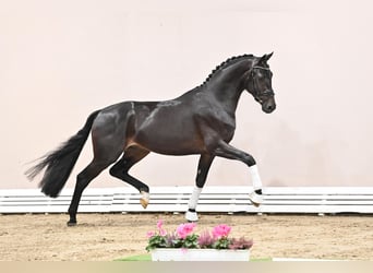 KWPN, Hengst, 3 Jaar, 170 cm, Zwartbruin