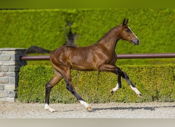 KWPN, Hingst, 1 år, 155 cm, Brun