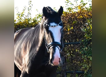 KWPN, Hingst, 2 år, 166 cm, Svart