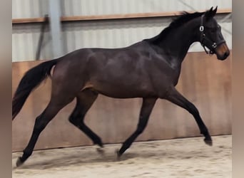 KWPN, Hingst, 2 år, 168 cm, Brun