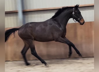 KWPN, Hingst, 2 år, 168 cm, Brun