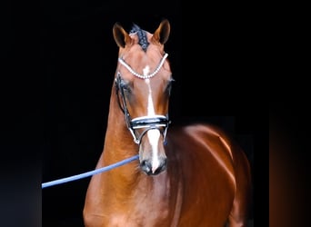 KWPN, Hingst, 2 år, 170 cm, Brun