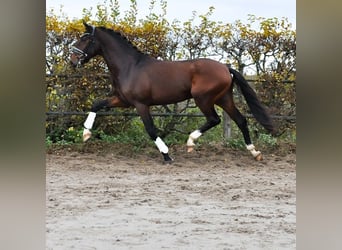 KWPN, Hingst, 2 år, 171 cm, Mörkbrun