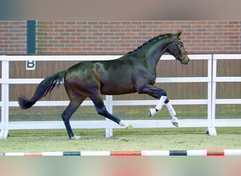 KWPN, Hingst, 2 år, Mörkbrun