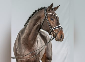 KWPN, Hingst, 2 år, Mörkbrun