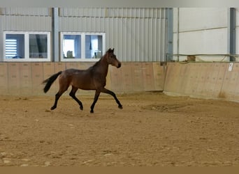 KWPN, Hingst, 3 år, 146 cm, Brun