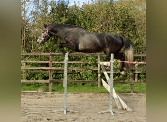 KWPN, Hengst, 3 Jahre, 163 cm, Schimmel