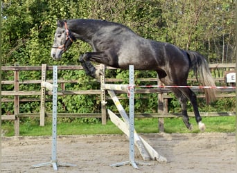 KWPN, Hengst, 3 Jahre, 163 cm, Schimmel