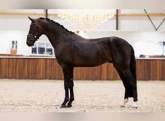 KWPN, Hingst, 3 år, 172 cm, Svart