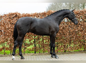 KWPN, Hingst, 3 år, 172 cm, Svart