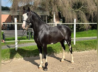 KWPN, Hingst, 4 år, 160 cm, Pinto