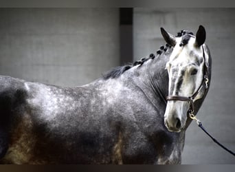 KWPN, Hingst, 4 år, 175 cm, Grå-mörk-brun