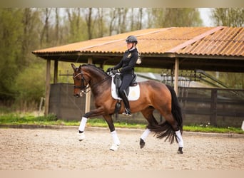 KWPN, Hingst, 6 år