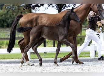 KWPN, Hengst, Fohlen (05/2024), 149 cm, Rappe