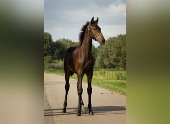 KWPN, Hingst, Föl (04/2024), 173 cm, Mörkbrun