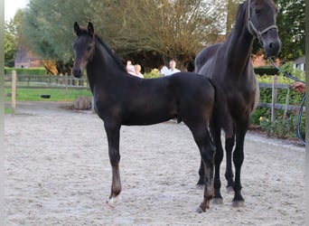 KWPN, Hingst, Föl (06/2024), Brun