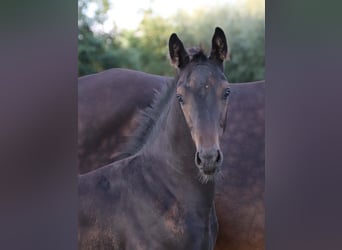 KWPN, Hingst, Föl (06/2024), Brun