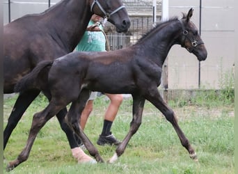 KWPN, Hingst, Föl (06/2024), Brun