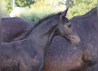 KWPN, Hingst, Föl (06/2024), Brun