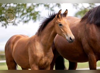 KWPN, Hingst, Föl (03/2024), Brun