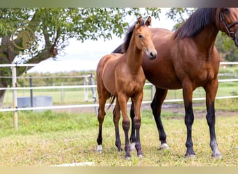 KWPN, Hingst, Föl (03/2024), Brun