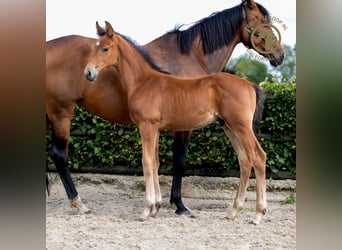 KWPN, Hingst, Föl (05/2024), Brun