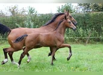 KWPN Blandning, Hingst, Föl (05/2024), Brun