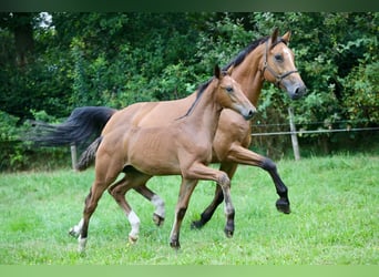 KWPN Blandning, Hingst, Föl (05/2024), Brun