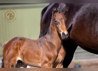 KWPN, Hingst, Föl (03/2024), Brun