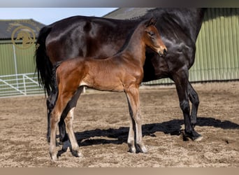 KWPN, Hingst, Föl (03/2024), Brun