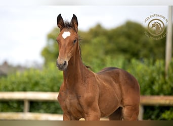 KWPN, Hingst, Föl (05/2024), Brun