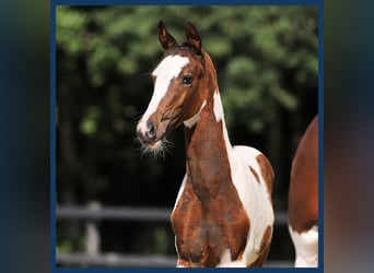 KWPN, Hingst, Föl (04/2024)