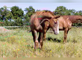KWPN, Hingst, Föl (04/2023), fux